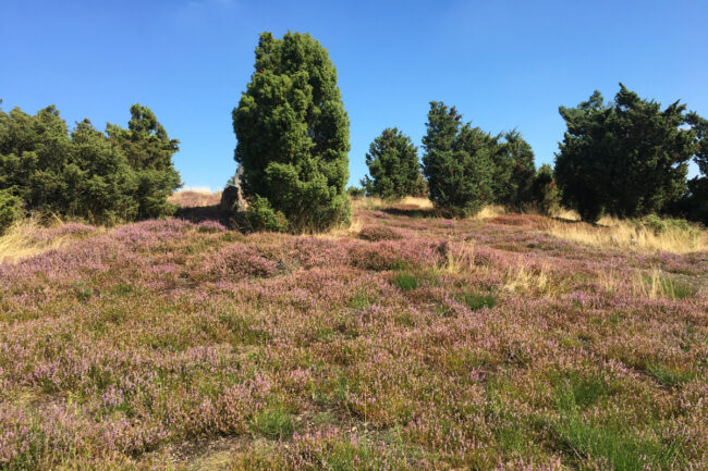 Wacholderheide
