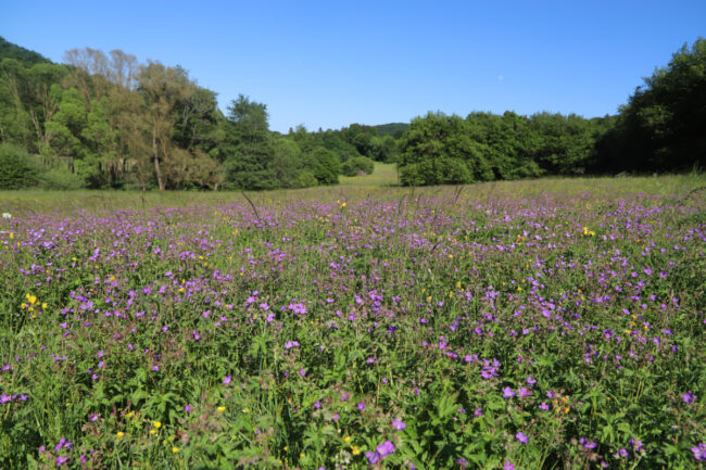 Artenreiches Grünland