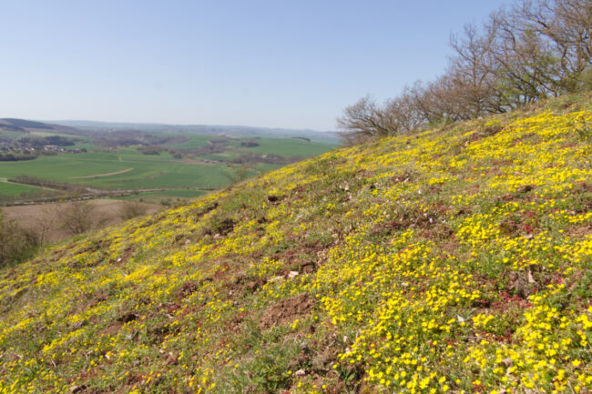 Michelberg