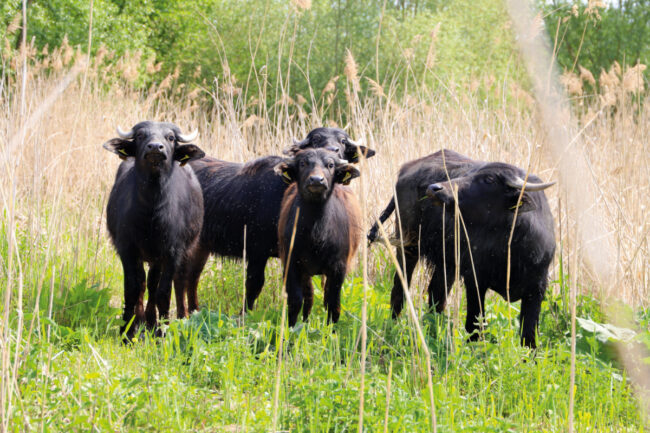 Karpatische Wasserbüffel