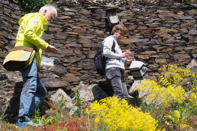 Biologe Daniel Müller (re.) und Schmetterlingsexperte Thomas Reinelt setzen die Raupen gezielt in Nähe ihrer Futterpflanze, der Fetthenne, aus.
