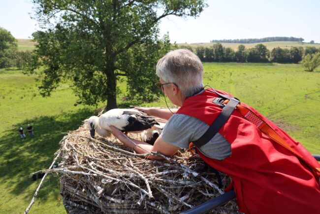Weißstörche Beringung Copyright Jörg Hilgers