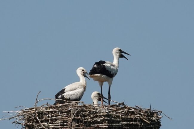 Foto4_Weißstörche_Beringung_Copyright_Martina_Kohls
