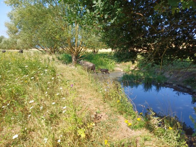 Wasserbüffel_Kalb